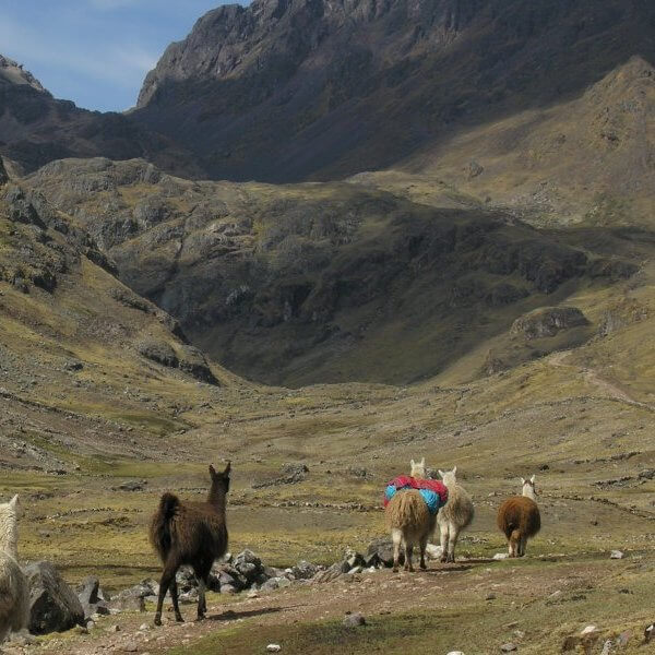 Lares Trek – Machu Picchu